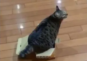 猫咪体型太大,扭了半天身子都钻不进箱子,网友:我都替他着急 猫咪体型太大,扭了半天身子都钻不进箱子,网友:我都替他着急
