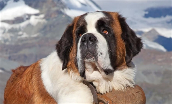 救援犬西西圣伯纳犬找到了吗 救援犬西西圣伯纳犬找到了吗