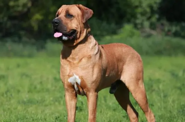 士佐犬和坎高犬谁厉害
