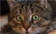 猫眼睛里有一小块透明膜