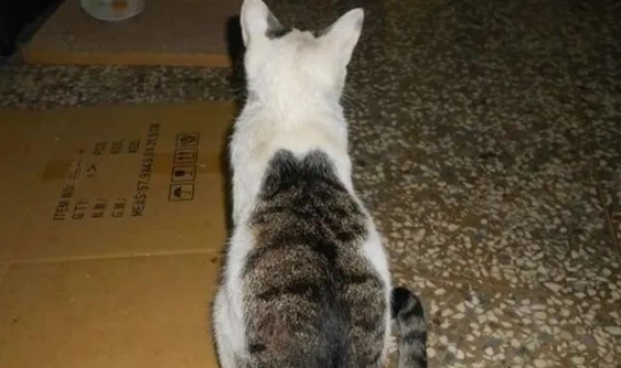 猫中有猫,流浪猫背后竟是猫咪斑纹,网友:真是猫中老大! 猫中有猫,流浪猫背后竟是猫咪斑纹,网友:真是猫中老大!