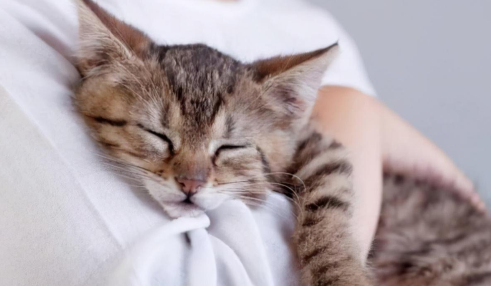 猫一抱就叫好像身上疼