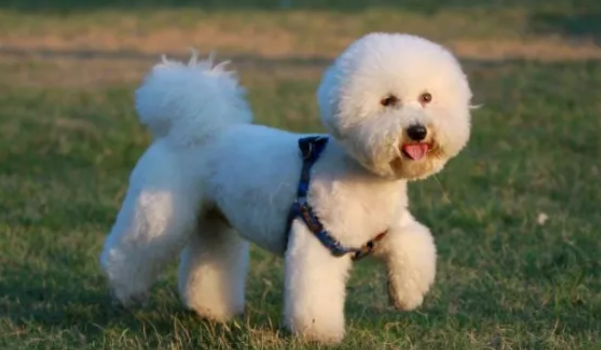 比熊犬怎么看纯不纯?纯种比熊犬挑选技巧 比熊犬怎么看纯不纯?纯种比熊犬挑选技巧