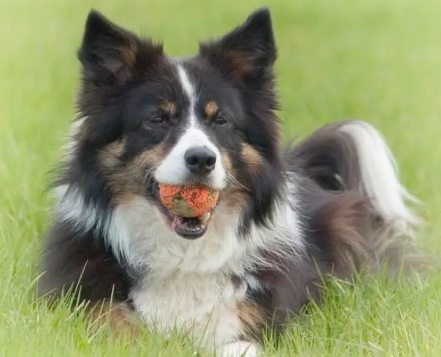 边牧智商独霸犬界：聪明带来的快乐与抓狂之谜