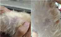 狗狗毛囊炎怎么治疗