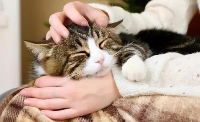 猫守护主人的表现 猫守护主人的表现