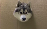 卡狗头前面一句是什么