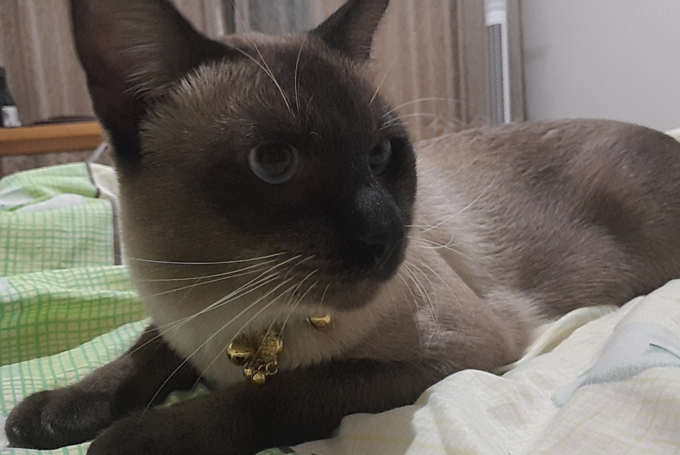 煤球猫是什么品种猫图片 煤球猫是什么品种猫图片