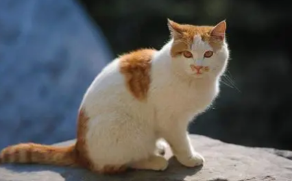 猫手肿了走路一瘸一拐 猫手肿了走路一瘸一拐