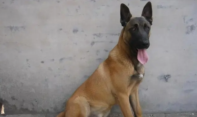 城市能养的护卫犬