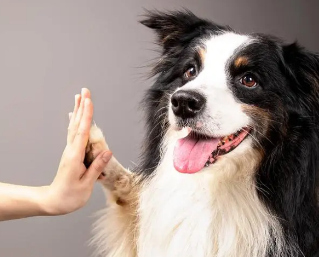 边牧智商独霸犬界：聪明带来的快乐与抓狂之谜