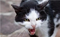 猫是怎么得狂犬病的