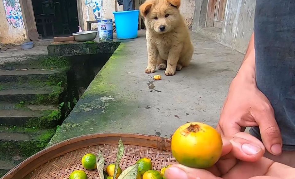 狗可以吃枇杷吗?