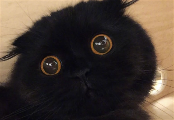 小黑猫什么品种最好 小黑猫什么品种最好