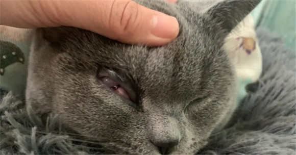 fipv是猫的什么疾病 fipv是猫的什么疾病