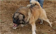 高加索犬和坎高犬哪个厉害