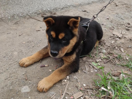 广西土猎犬很凶吗
