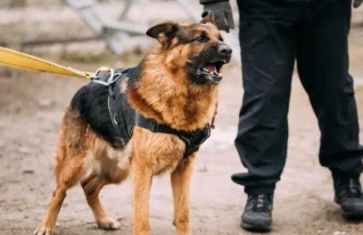 第一护卫犬是什么犬