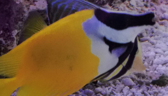 海水鱼狐狸鱼变色有毒吗
