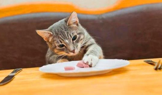 20天的小猫会自己吃东西吗 20天的小猫会自己吃东西吗
