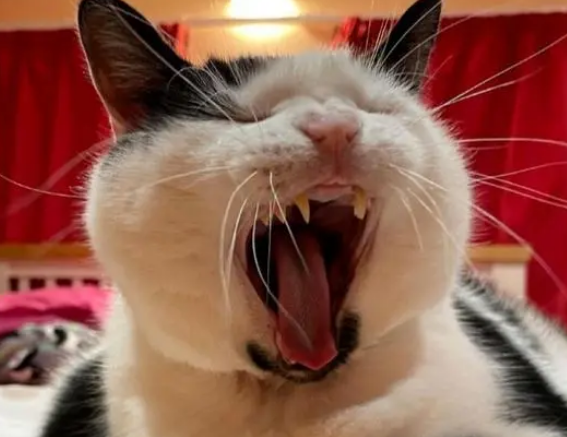 铲屎官给猫咪减肥,不料奶牛猫太机灵,反倒把自己吃胖了 铲屎官给猫咪减肥,不料奶牛猫太机灵,反倒把自己吃胖了