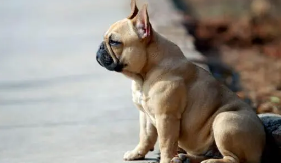 短毛中型犬前10名