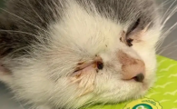 猫眼屎红褐色是什么原因