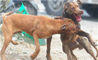 巨型比特犬vs库达犬