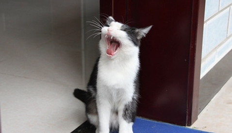 猫思春的声音像小娃娃哭一样 猫思春的声音像小娃娃哭一样