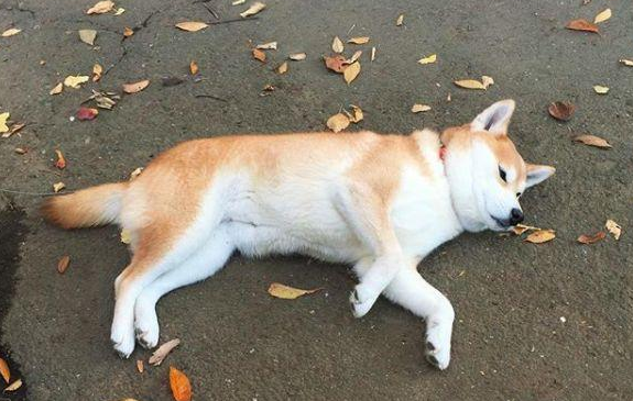 耍赖皮比喻什么人 耍赖皮比喻什么人
