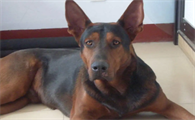莱州红犬的优点和缺点