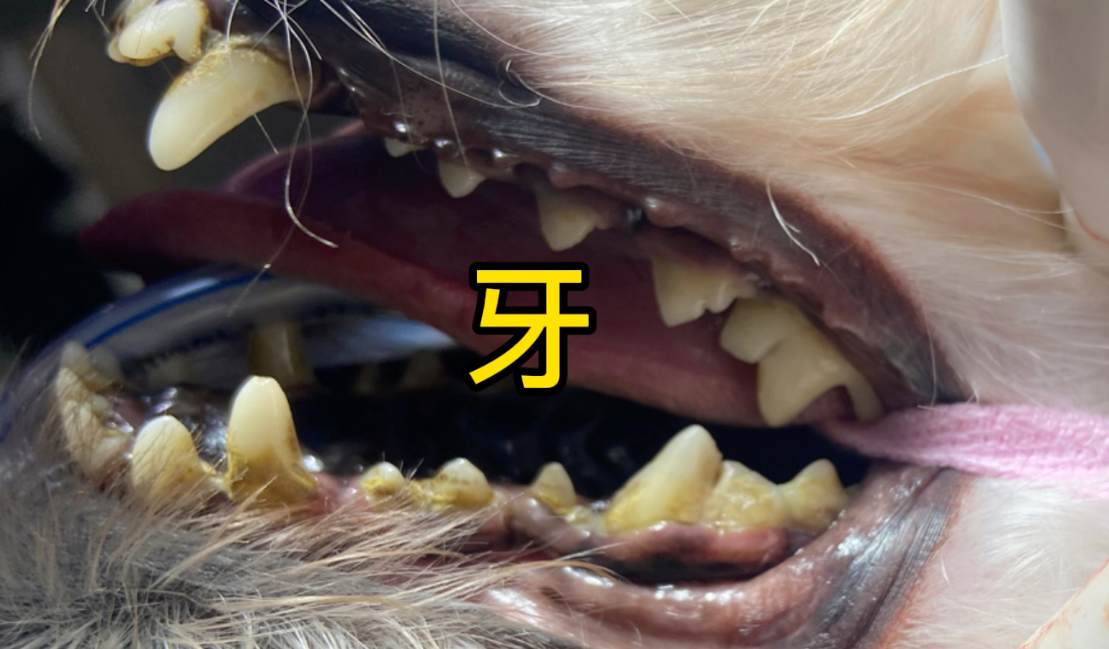 狗换掉的牙齿哪里去了 狗换掉的牙齿哪里去了