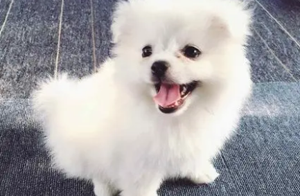 沙漠狗是什么品种