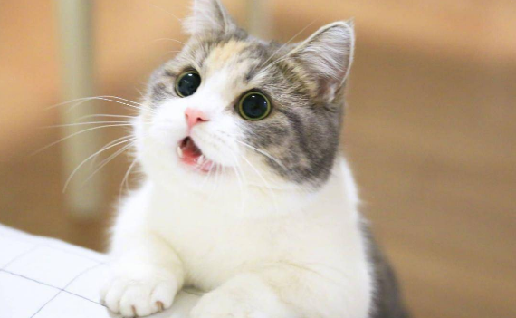 猫需要办什么证件 猫需要办什么证件