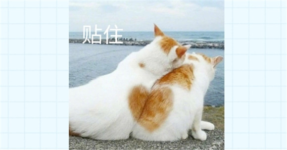 春季常见传染病大科普 | 猫咪篇(猫瘟、猫鼻支、猫传腹) 春季常见传染病大科普 | 猫咪篇(猫瘟、猫鼻支、猫传腹)