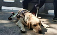 如何领养退役后的导盲犬