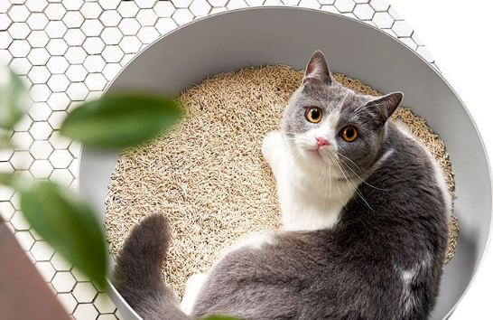 告别臭气！LORDE里兜猫砂，可冲厕所，豆腐膨润土新体验！