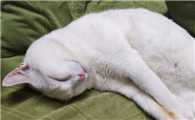 猫死后还会回到主人身边吗