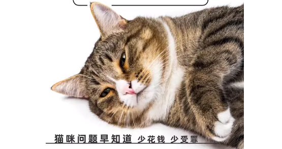 猫砂能测出猫咪隐藏疾病？你信吗？