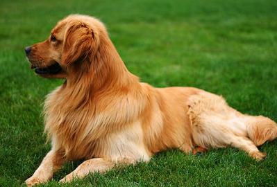 棕红色短毛大型犬