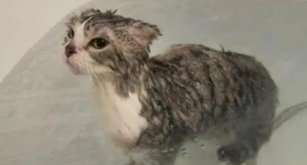 猫要洗澡吗?多少时间洗一次 猫要洗澡吗?多少时间洗一次