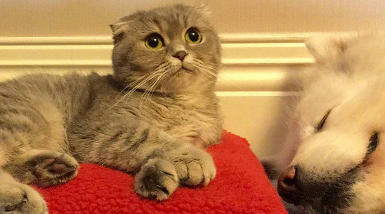 猫哮喘早期的症状