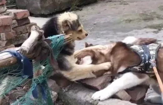 哈士奇调戏中华田园犬，田园犬反手就是一巴掌，二哈不敢动了