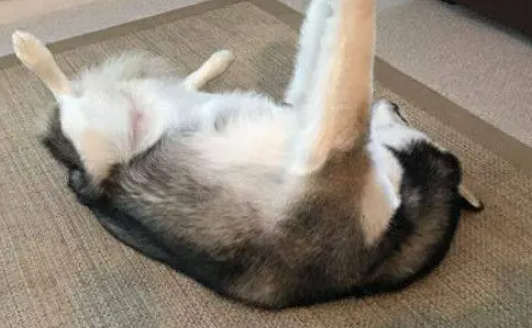 哈士奇看主人练瑜伽久了，竟然自己也练起来了