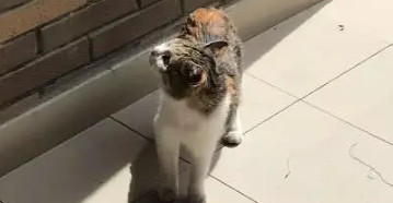 流浪猫很排斥陌生人,女孩却轻松带它回家,得知原因众人哭笑不得 流浪猫很排斥陌生人,女孩却轻松带它回家,得知原因众人哭笑不得