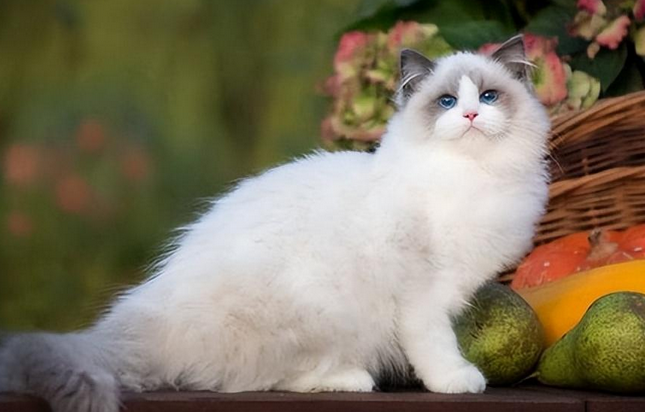 我要看蓝色闪电猫