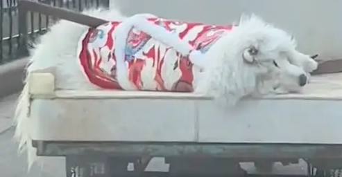 一只萨摩耶死去了,被三轮车拉走去埋葬,颠簸起来时让人看得伤感 一只萨摩耶死去了,被三轮车拉走去埋葬,颠簸起来时让人看得伤感