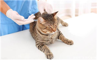 猫要打几针疫苗