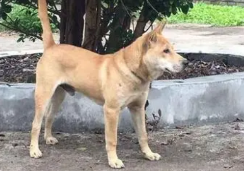 广西士猎犬不叫 广西士猎犬不叫