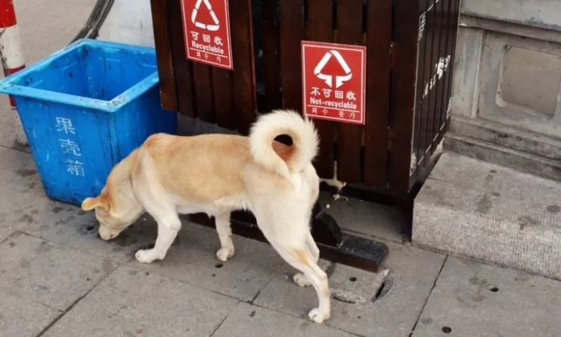狗不想要了哪里回收